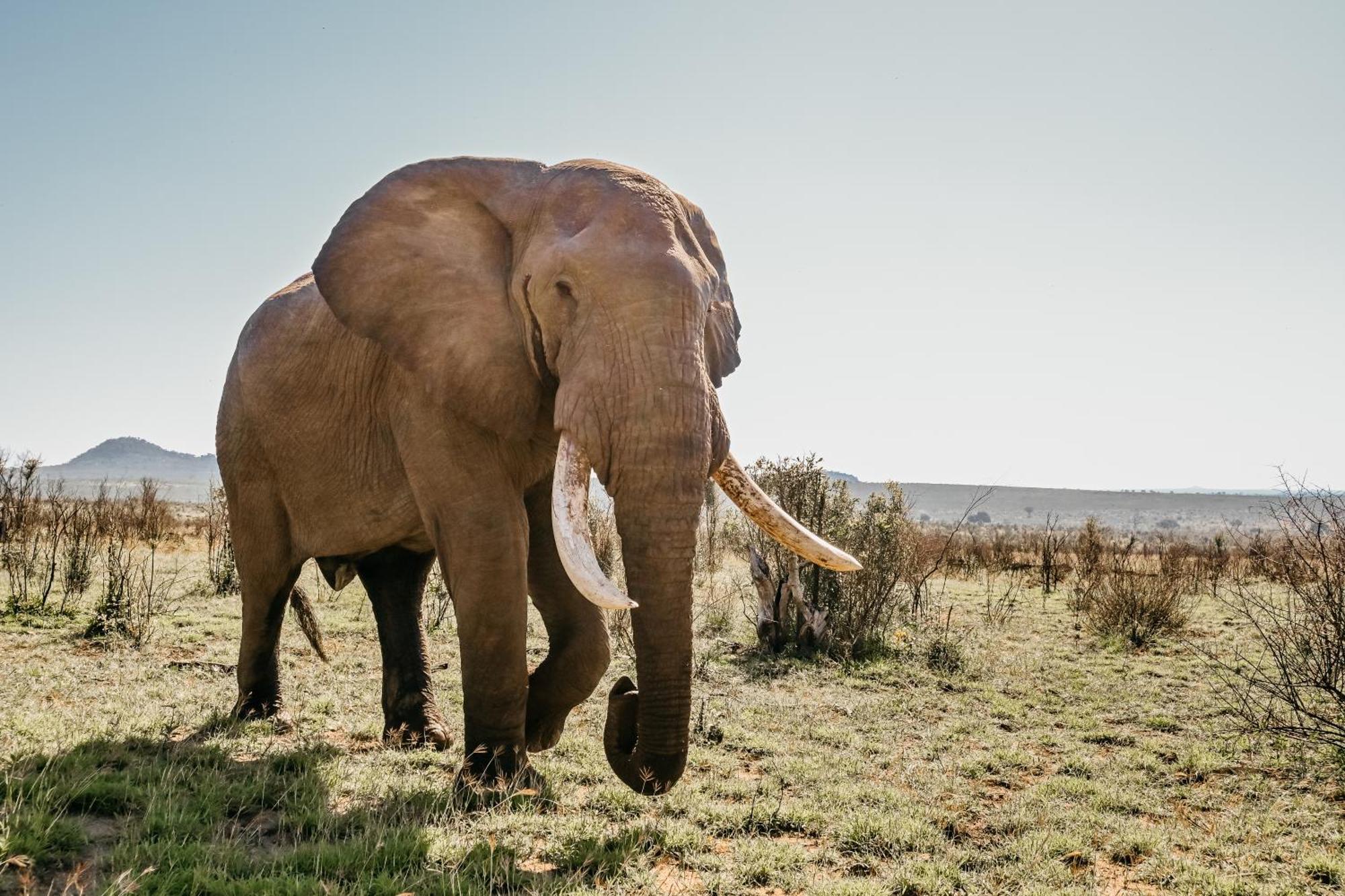 Mdluli Safari Lodge Hazyview Buitenkant foto