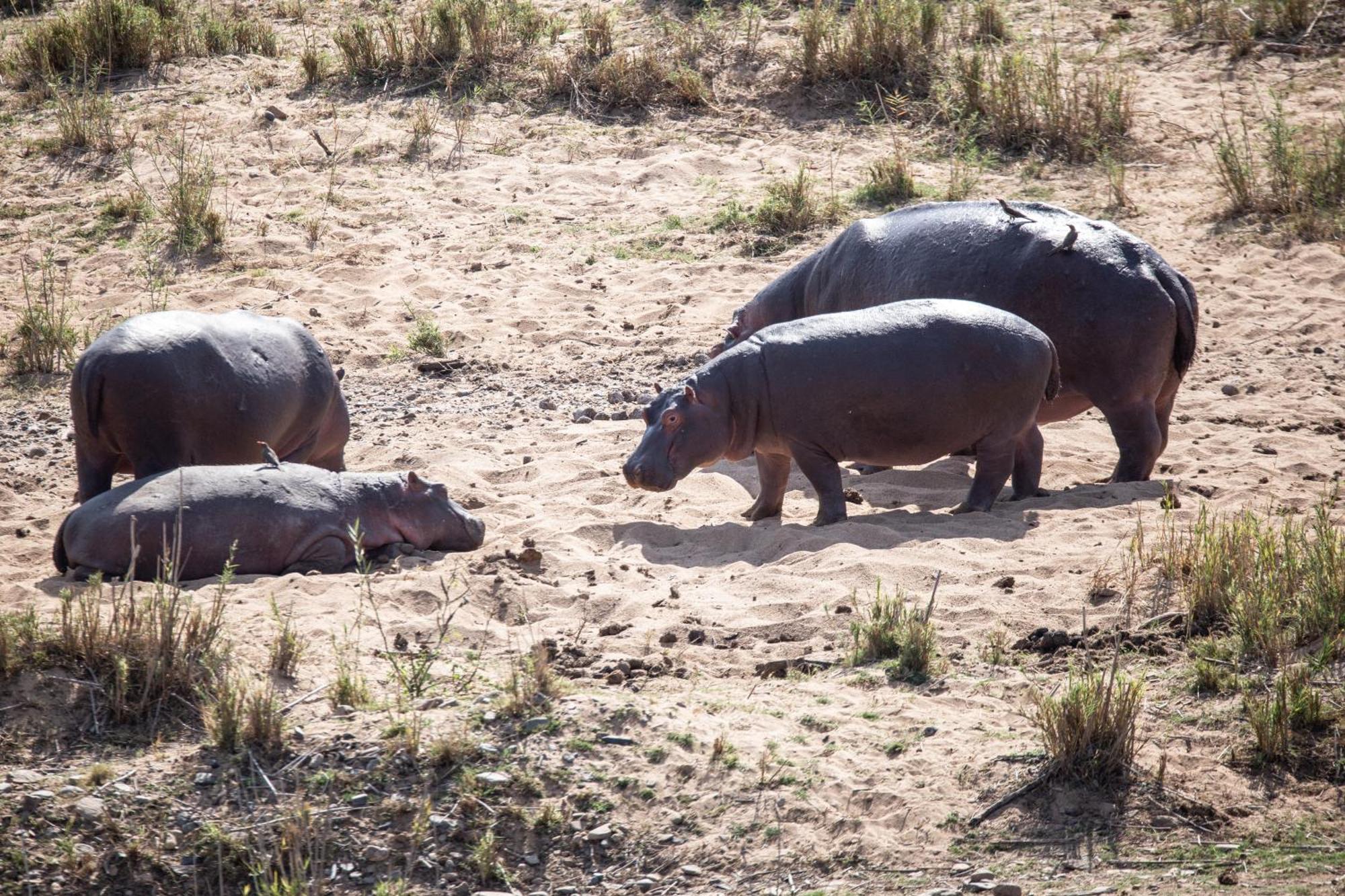 Mdluli Safari Lodge Hazyview Buitenkant foto