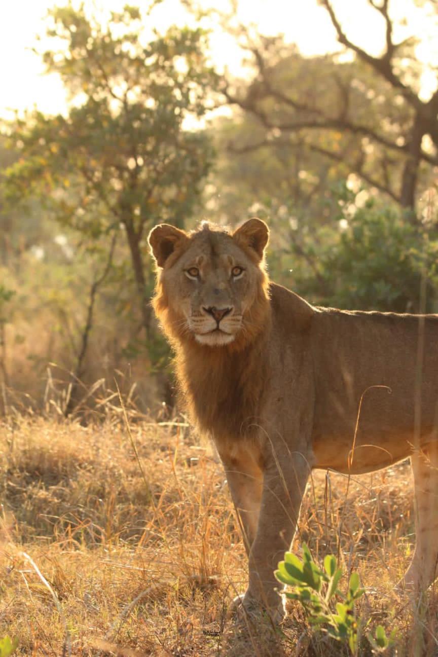 Mdluli Safari Lodge Hazyview Buitenkant foto