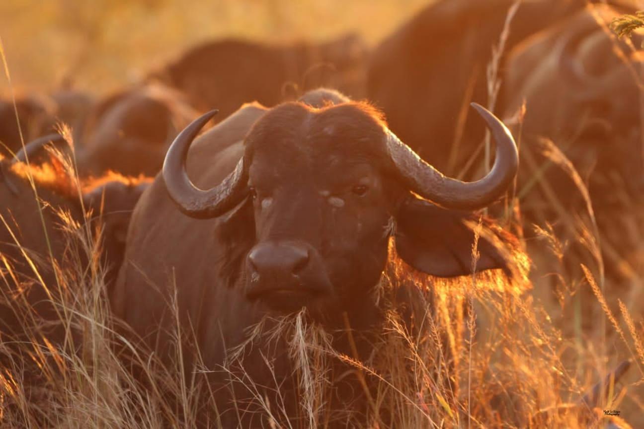 Mdluli Safari Lodge Hazyview Buitenkant foto